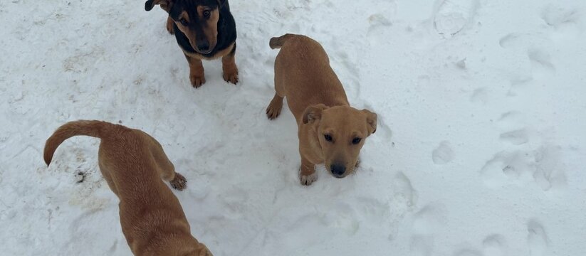 Бойцы ПВО в Крыму встретили Новый год с четырехлапыми помощниками Бойцы противовоздушной обороны Крыма встретили ...