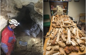 В Крыму обнаружили неизвестный ранее подвид дре...