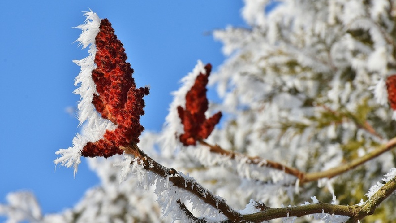 Январские снегопады значительно улучшили ситуац...
