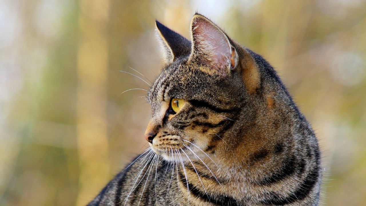 Кастрация до полового созревания увеличивает жизнь самцов на 10–20% Международное исследование, опубликованное в жу...