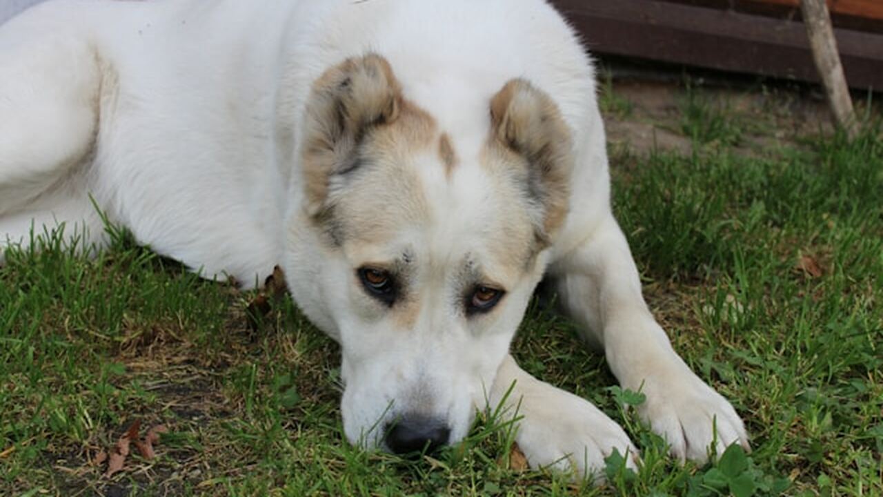 Международная группа исследователей изучила поп...