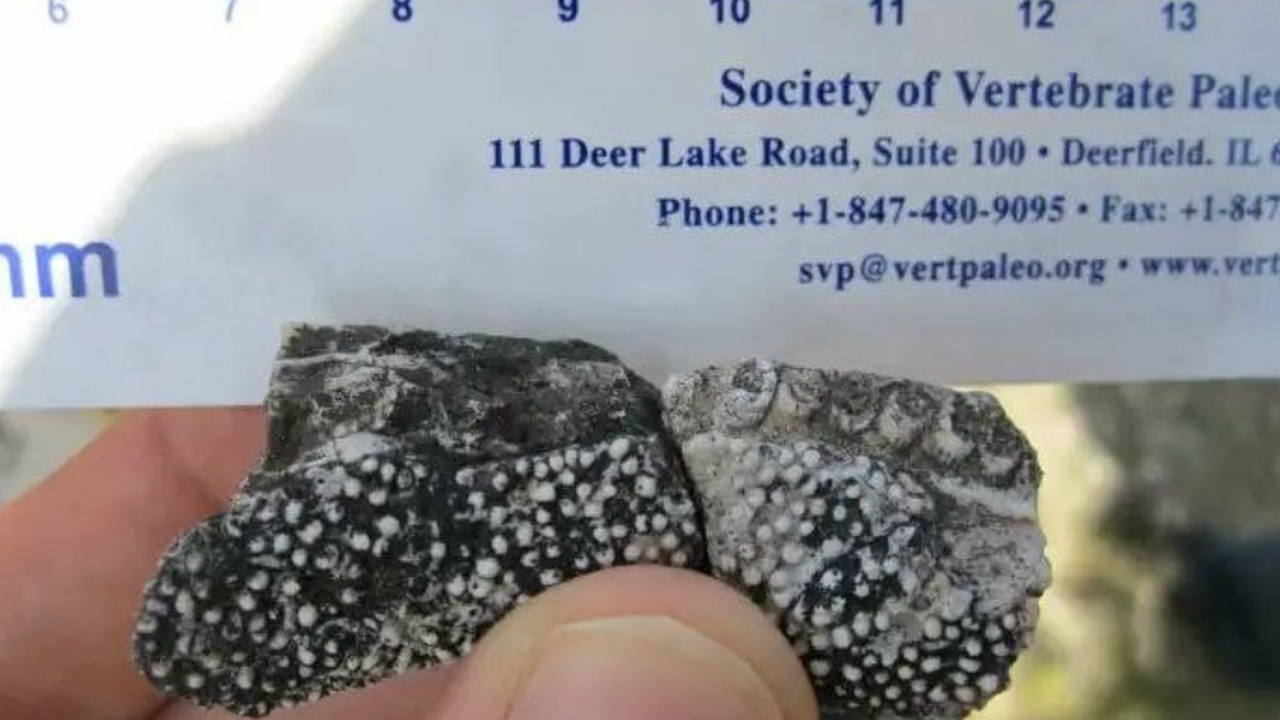 Палеонтологи обнаружили в Бразилии новый вид др...