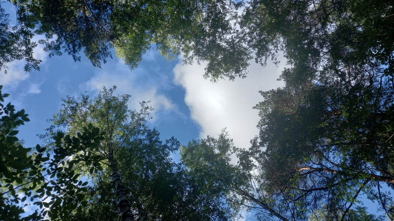 Оштрафуют дачников за одно дерево: с 1 марта в России вводятся штрафы до 700 тысяч рублей С 1 марта 2026 года в России вступает в силу за...