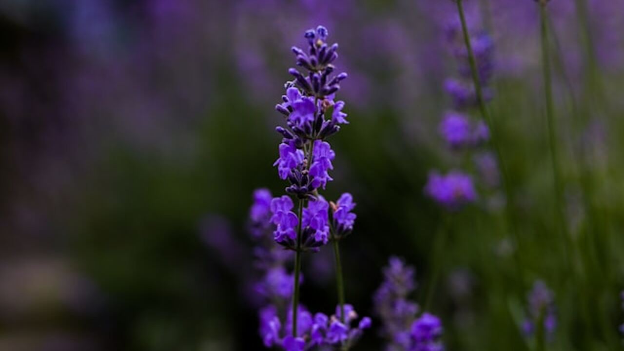 Эфирные масла, произведённые в Крыму, начали пр...