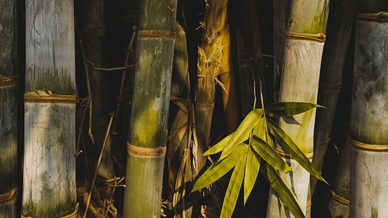 В Китае испытали беспилотник с корпусом из бамбуковых композитов Китайские специалисты представили беспилотный л...