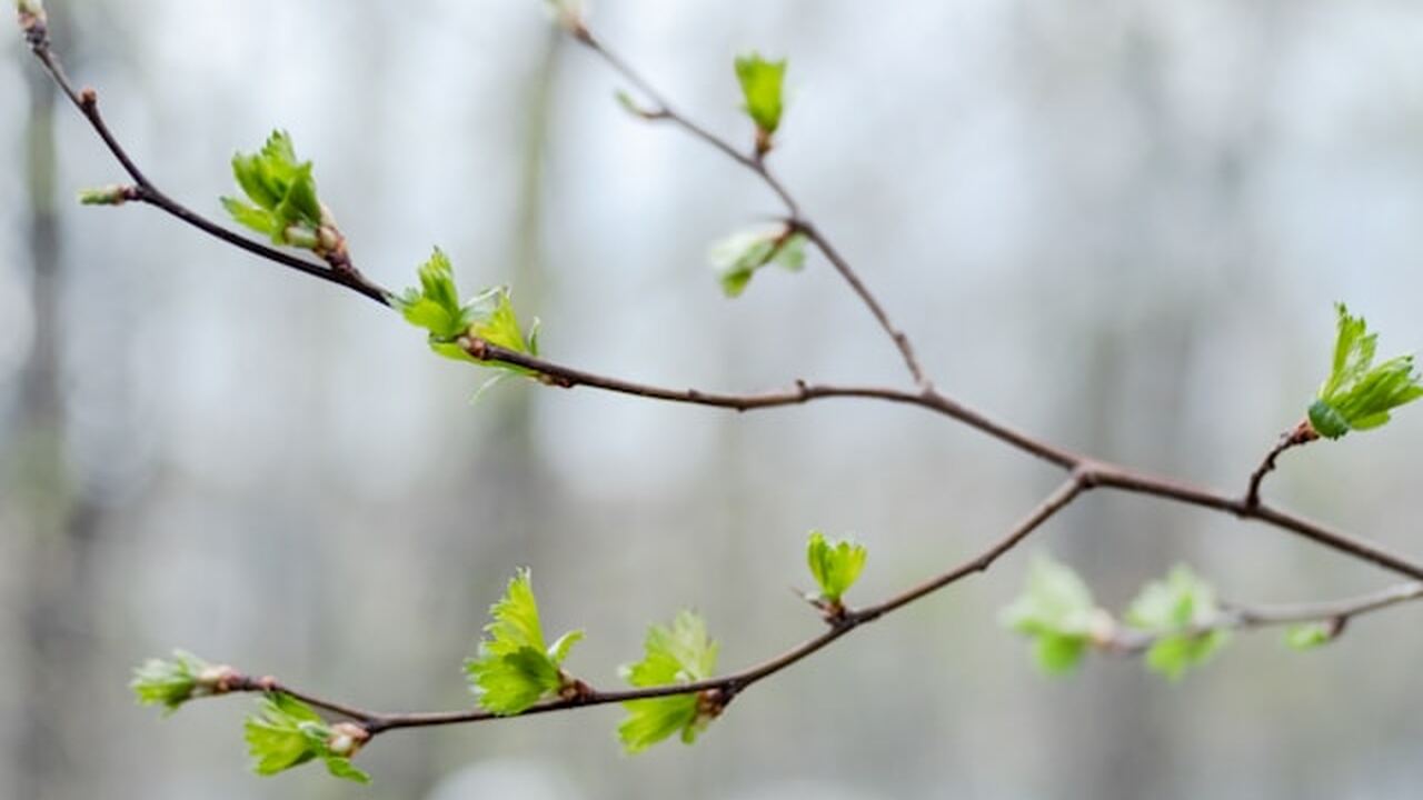 В европейской части страны установилась темпера...