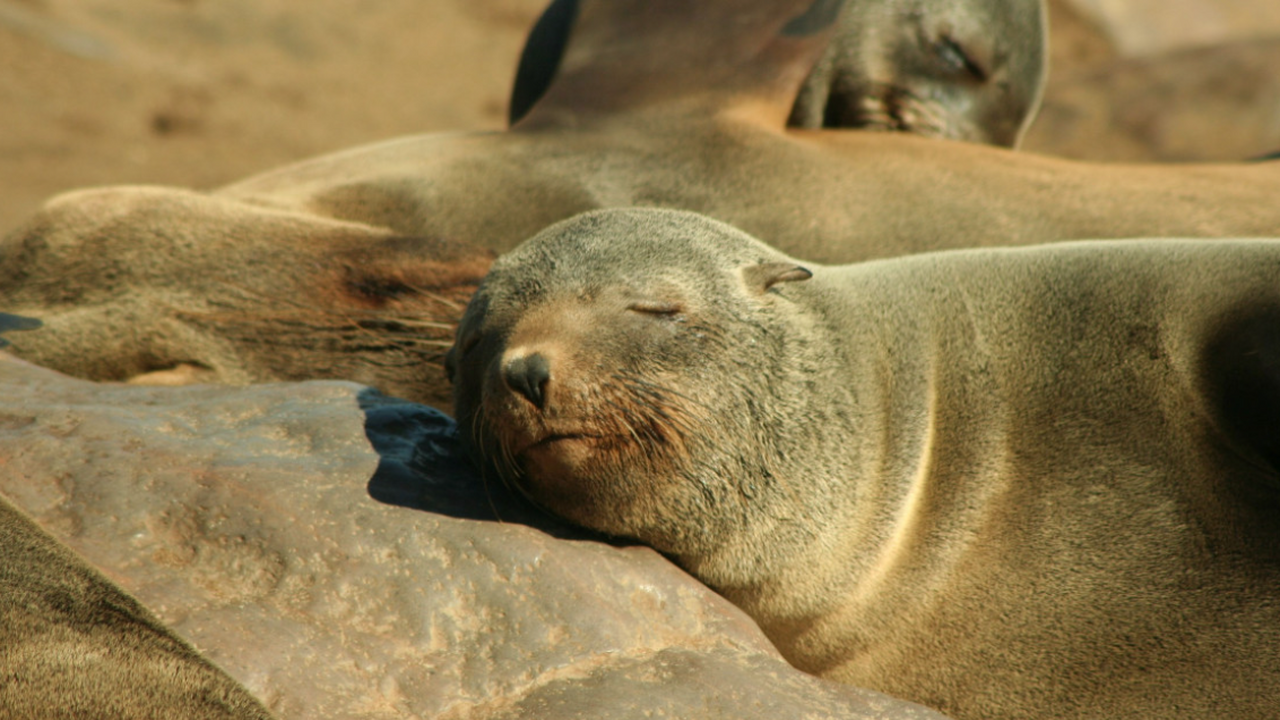 Science Times: тюлень смог повторить человеческую речь с акцентом Животные, умеющие воспроизводить звуки окружающ...