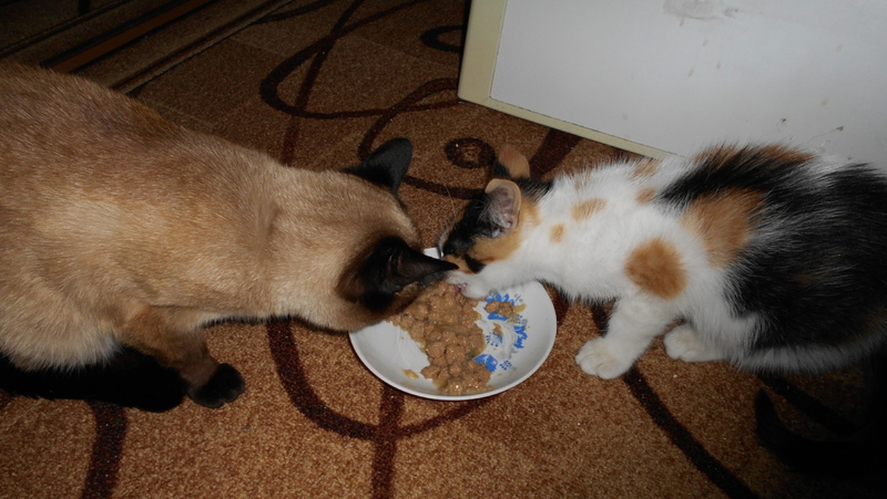 Выбор качественного корма для домашних питомцев...