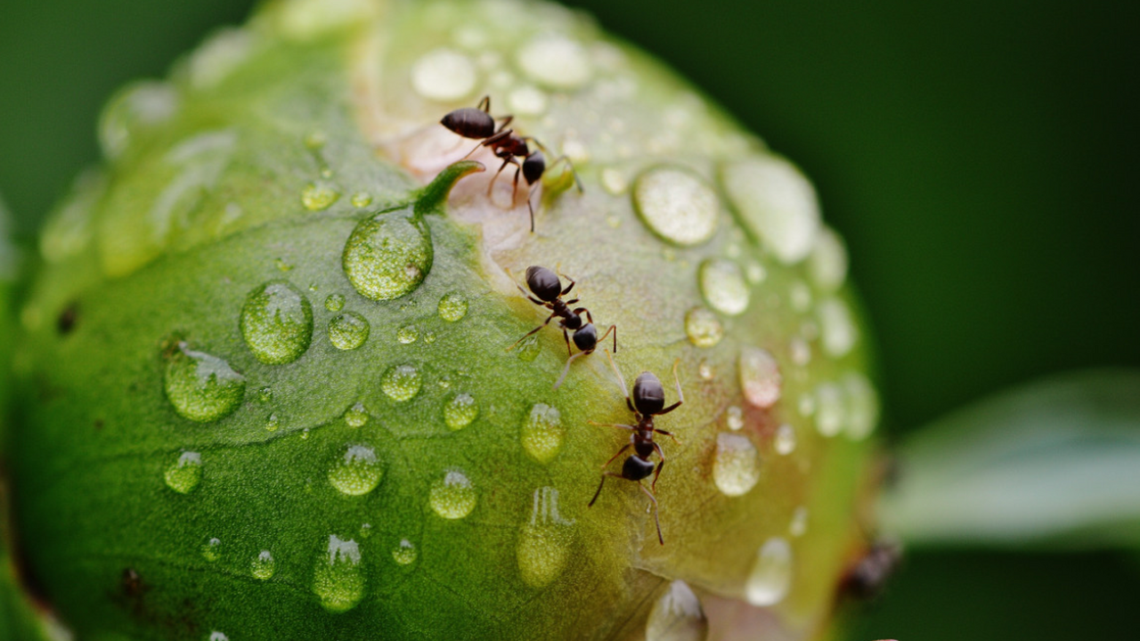 Садоводы рассказали о простом методе борьбы с м...