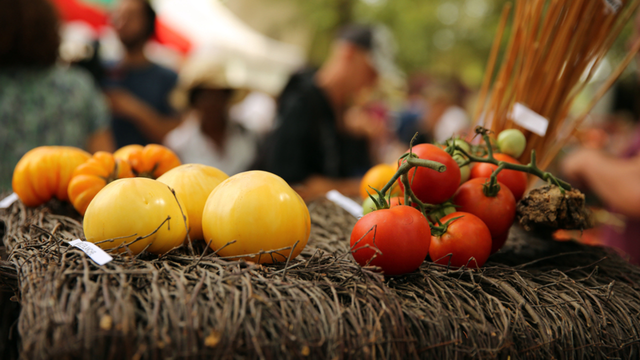 Названы лучшие сорта томатов с плодами от 500 г до 1 кг и более — советы экспертов Крупноплодные томаты пользуются стабильным спро...