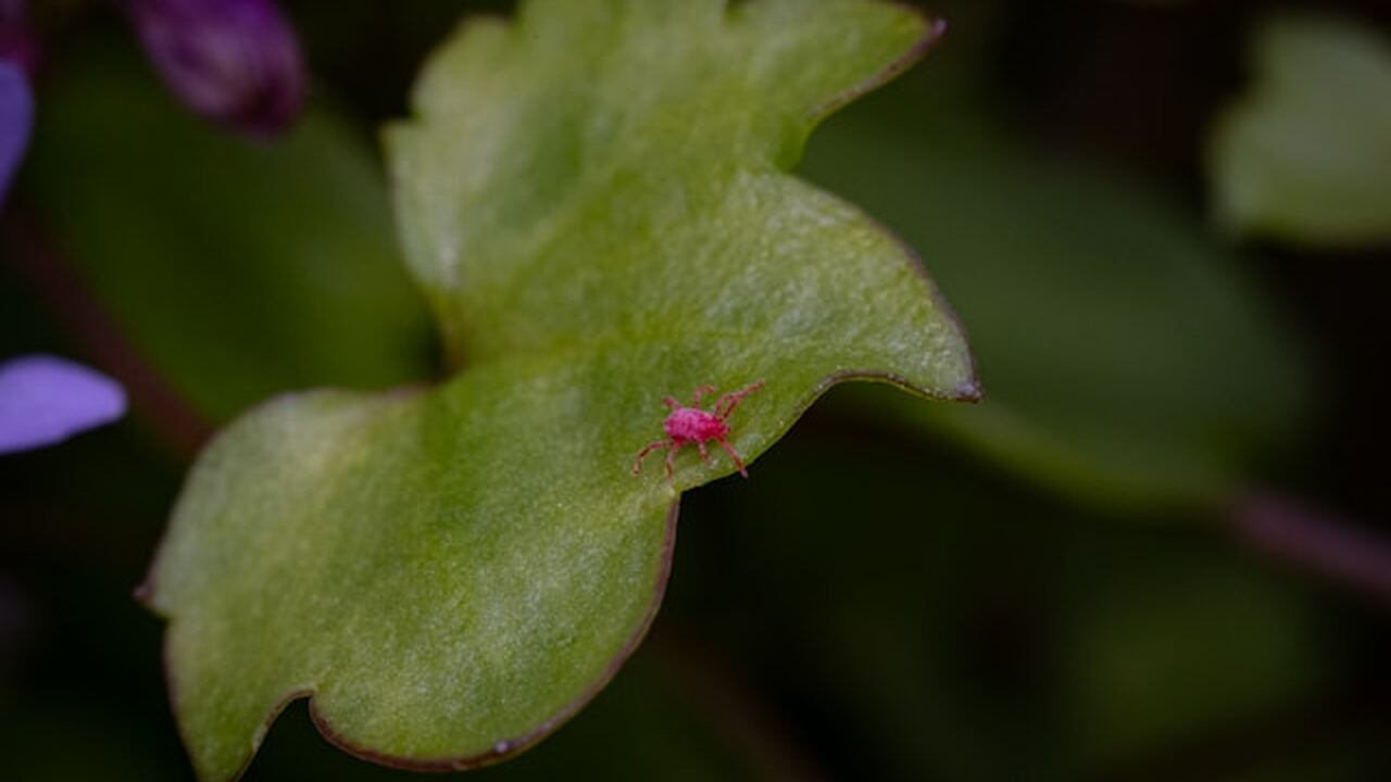 В Крыму стартовала кампания по иммунизации прот...