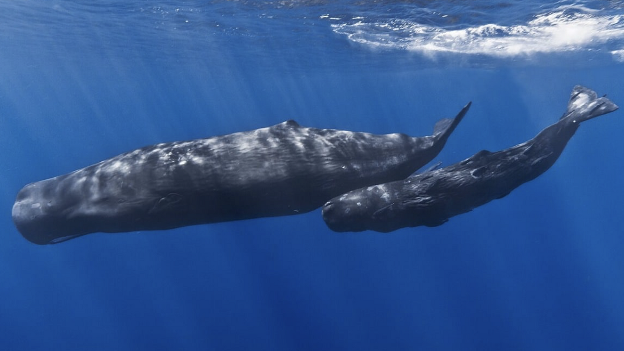 Учёные из США и Гонконга обнаружили, что акусти...