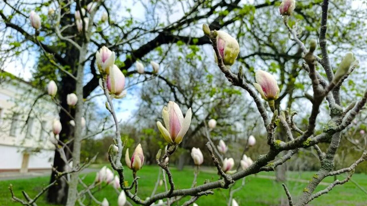 В ботсаду Симферополя зацвели магнолии В Симферополе начался период цветения магнолий....