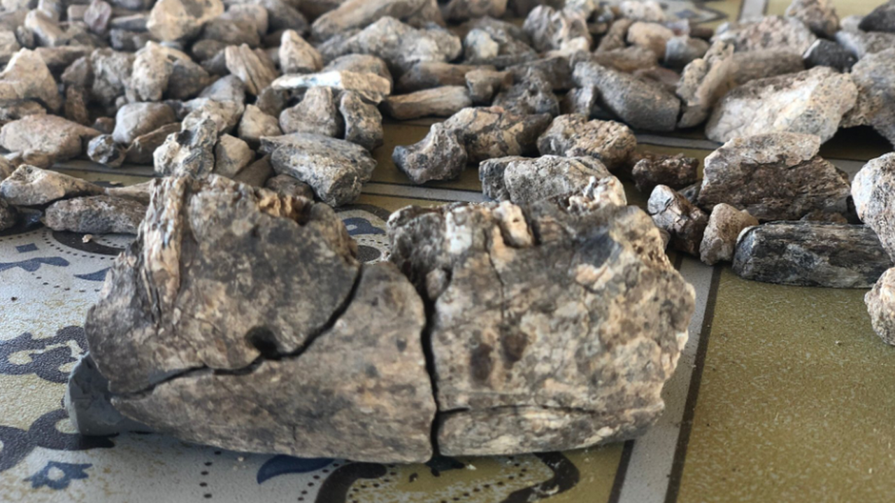 В Эфиопии впервые нашли парантропа там, где его считали отсутствующим Находка в регионе Афар меняет представления о р...