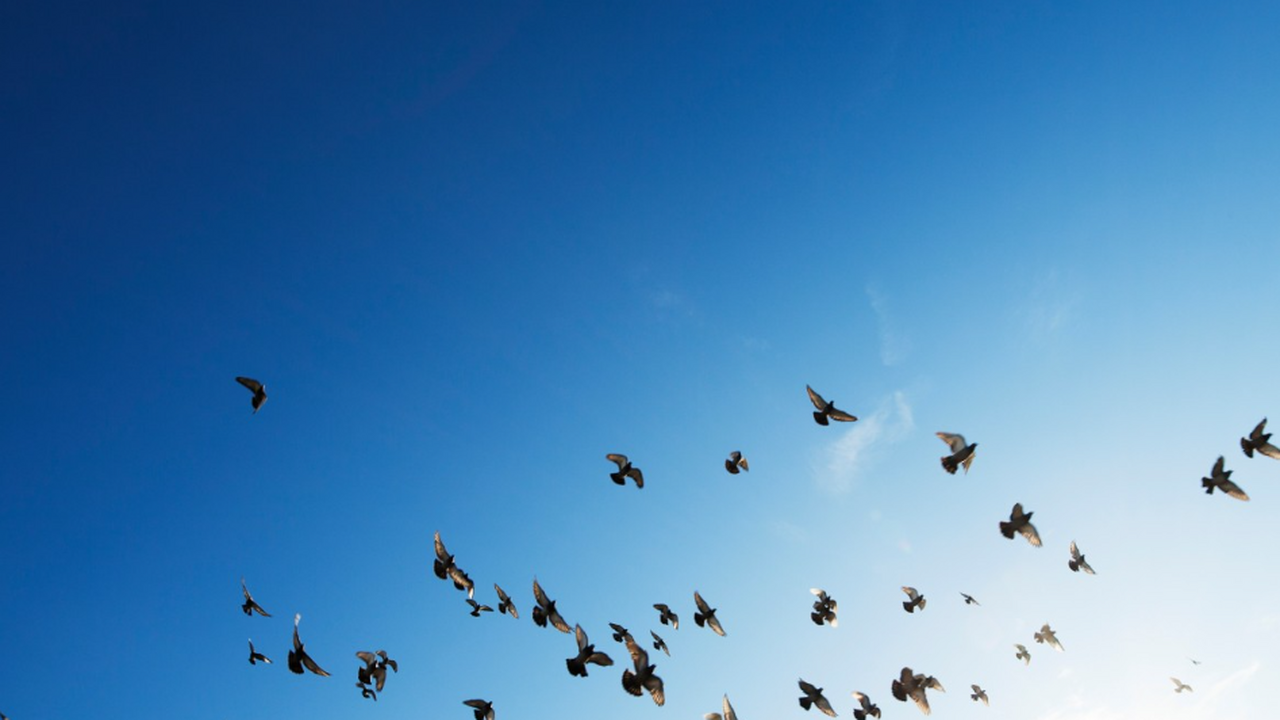 Ученые нашли в Чернобыле птиц с измененной ДНК микрофлоры Учёные из Финляндии сделали парадоксальное откр...