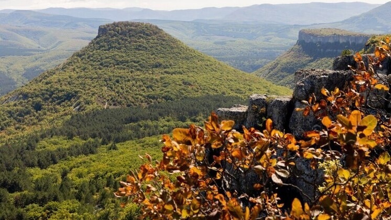 К 2026 году значительная часть лесных массивов ...