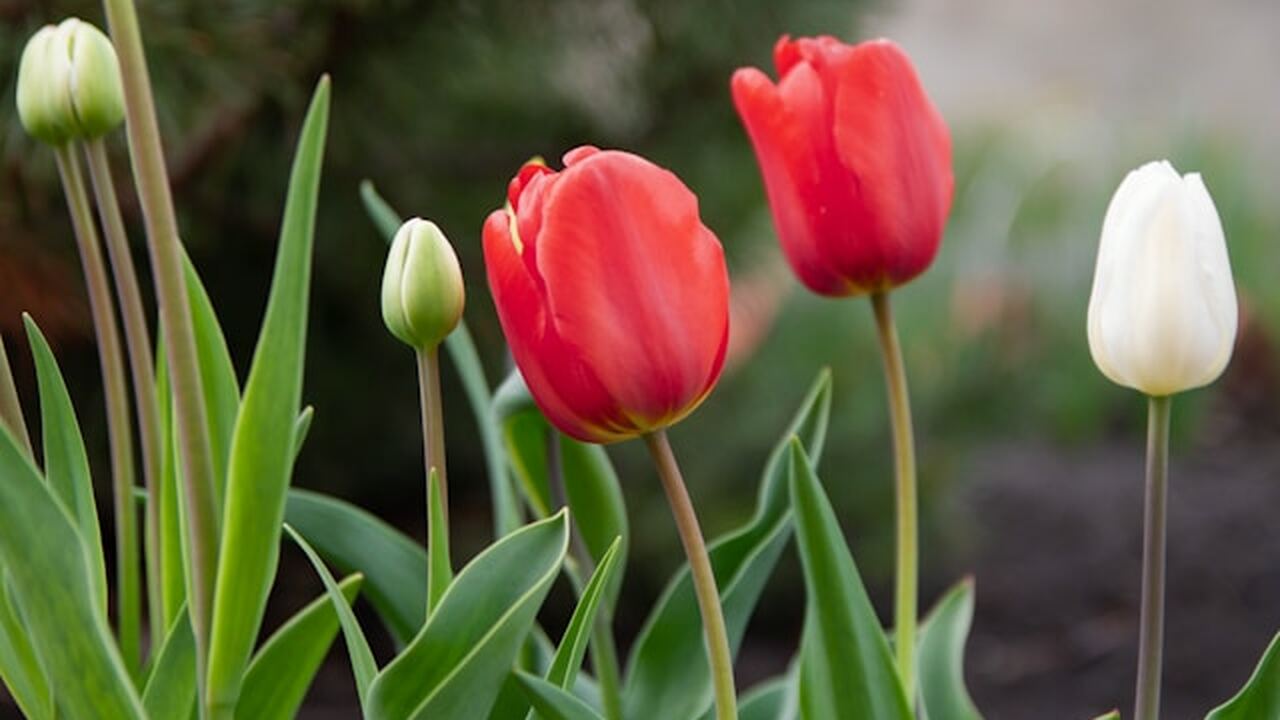 Крымские предприятия, занимающиеся выращиванием...