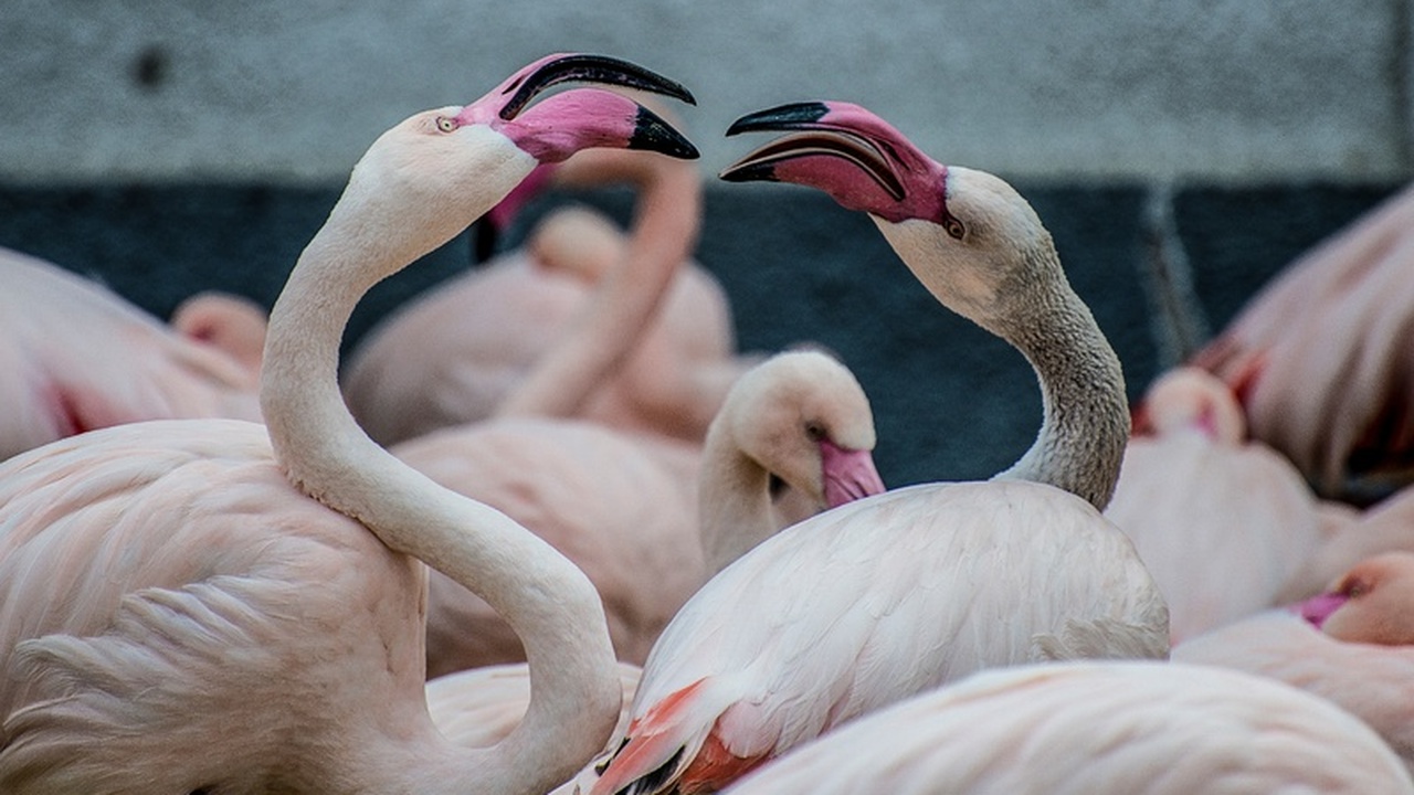 У берегов Феодосии, на озере Аджиголь, замечено...