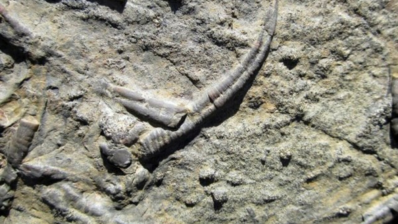 На берегу Симферопольского водохранилища обнару...