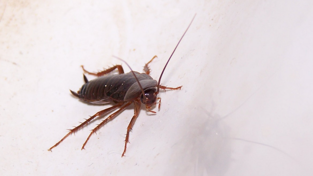 Почему тараканы исчезали из российских квартир и из-за чего вновь вернулись В начале 2000-х годов жители российских городов...