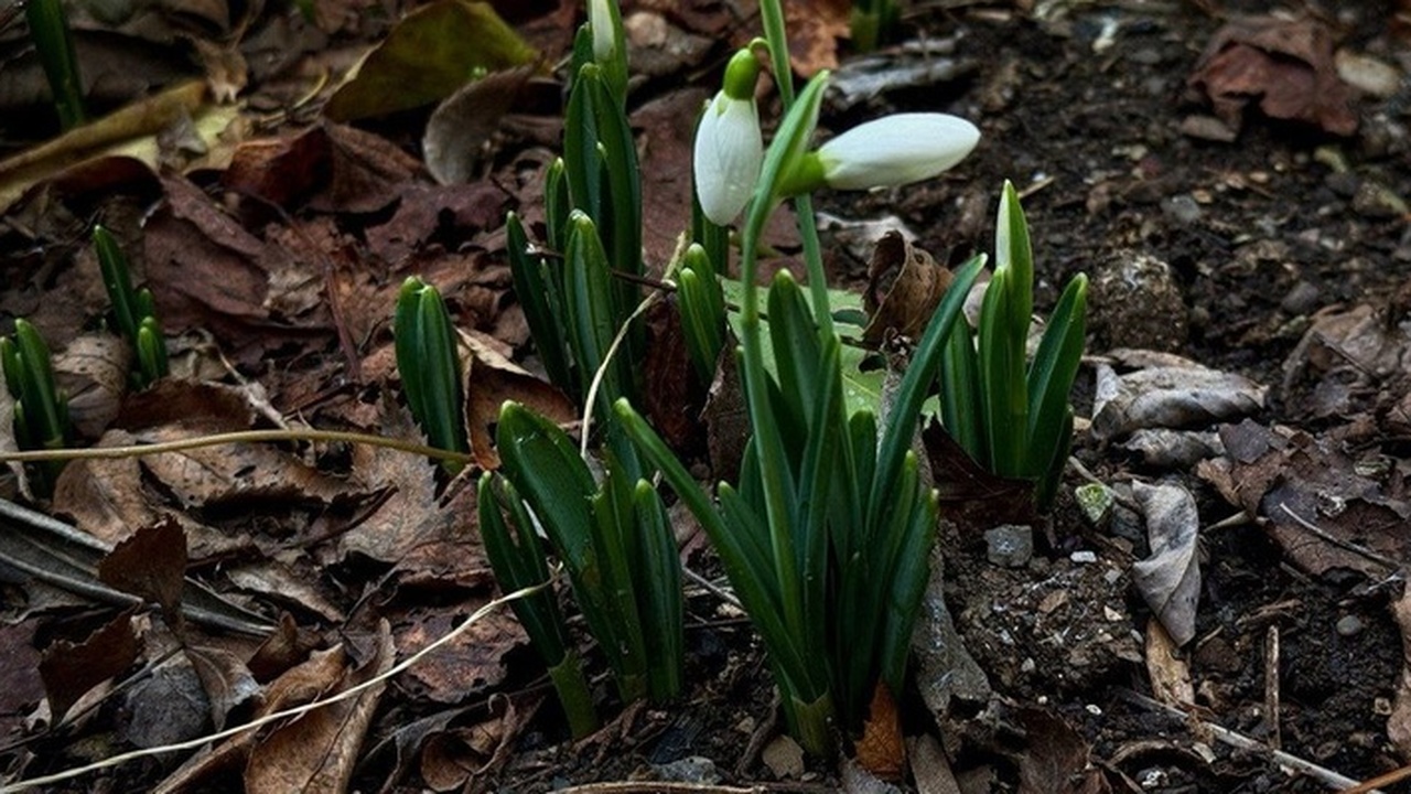 В Ялте зафиксировано раннее цветение подснежник...