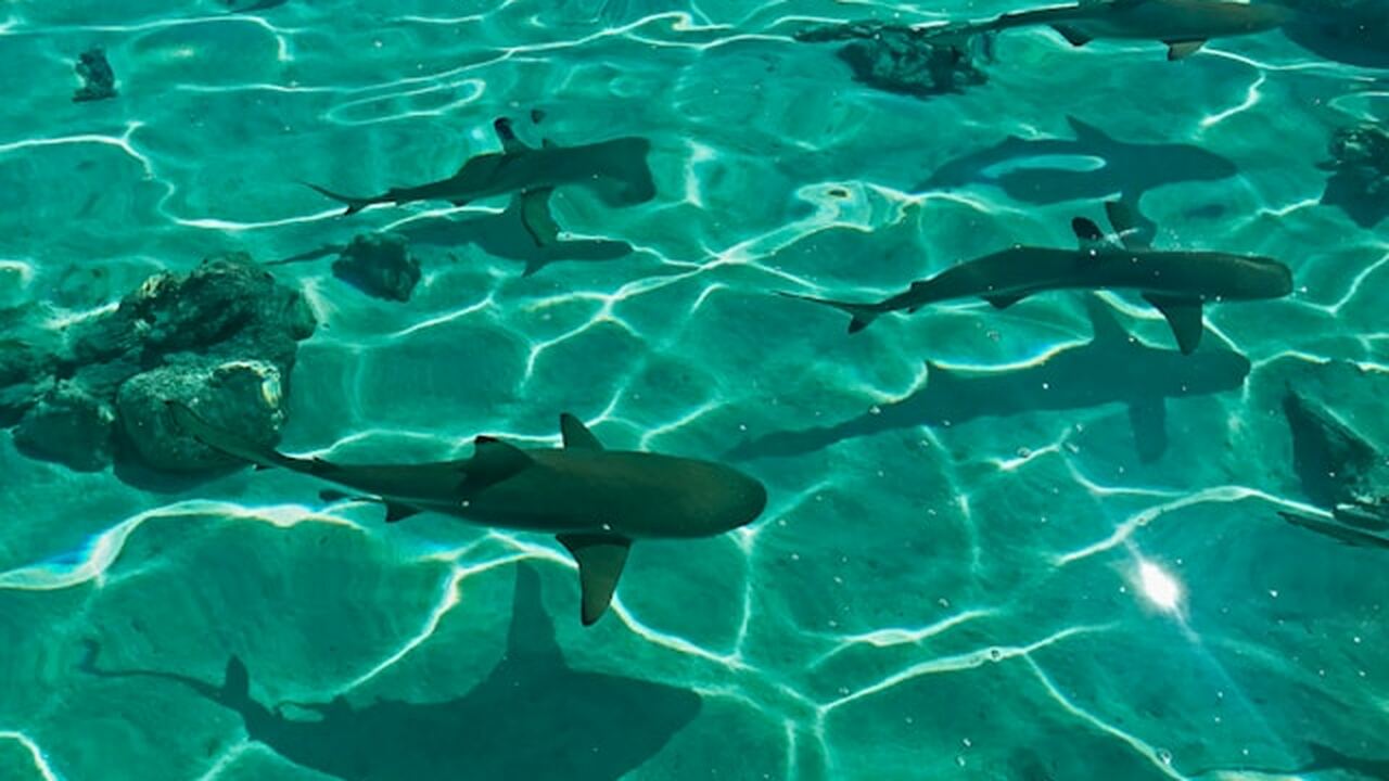 В 2025 году в мире зарегистрировано около 105 с...