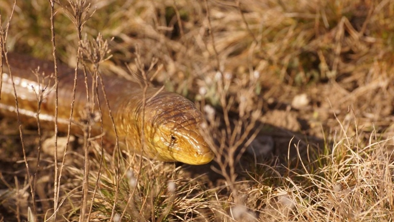 В Казантипском заповеднике в Крыму отмечено бол...