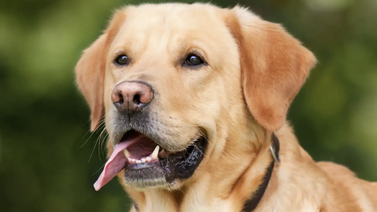 Лабрадор раскопал вещество, связанное с делом о убийстве 1865 года В английской деревне Клист-Хонитон случайная на...