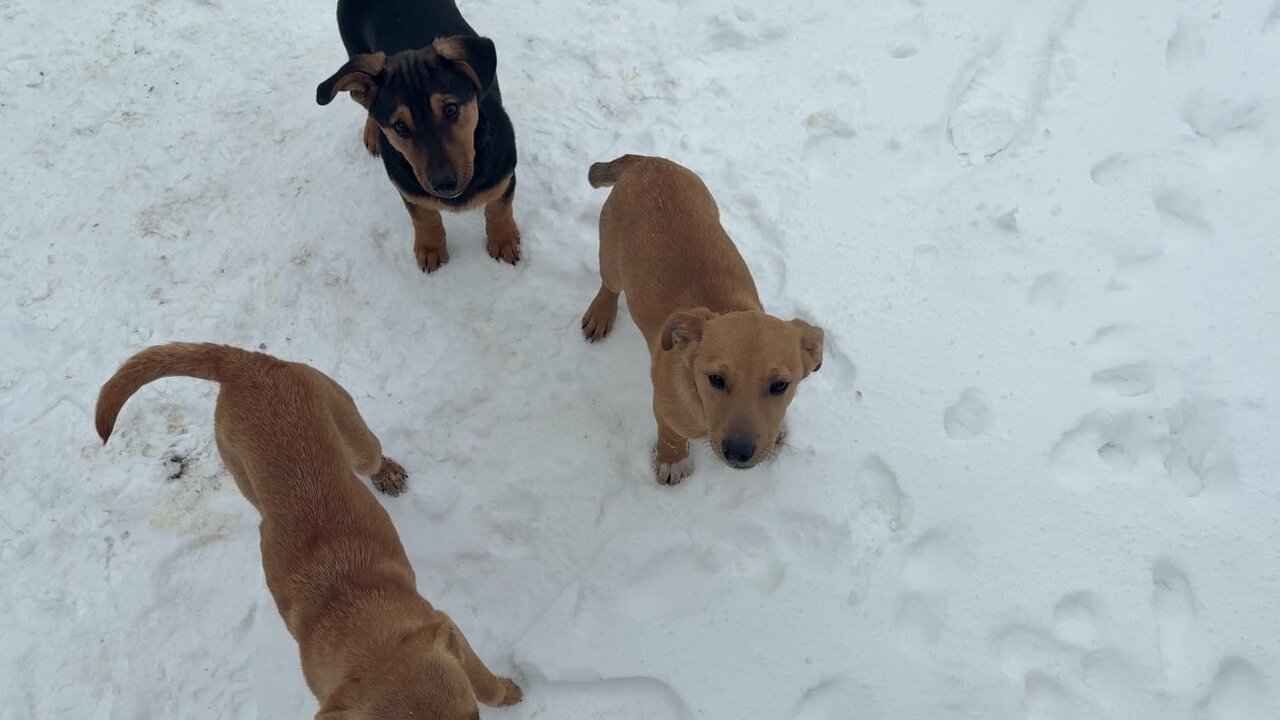 Бойцы противовоздушной обороны Крыма встретили ...