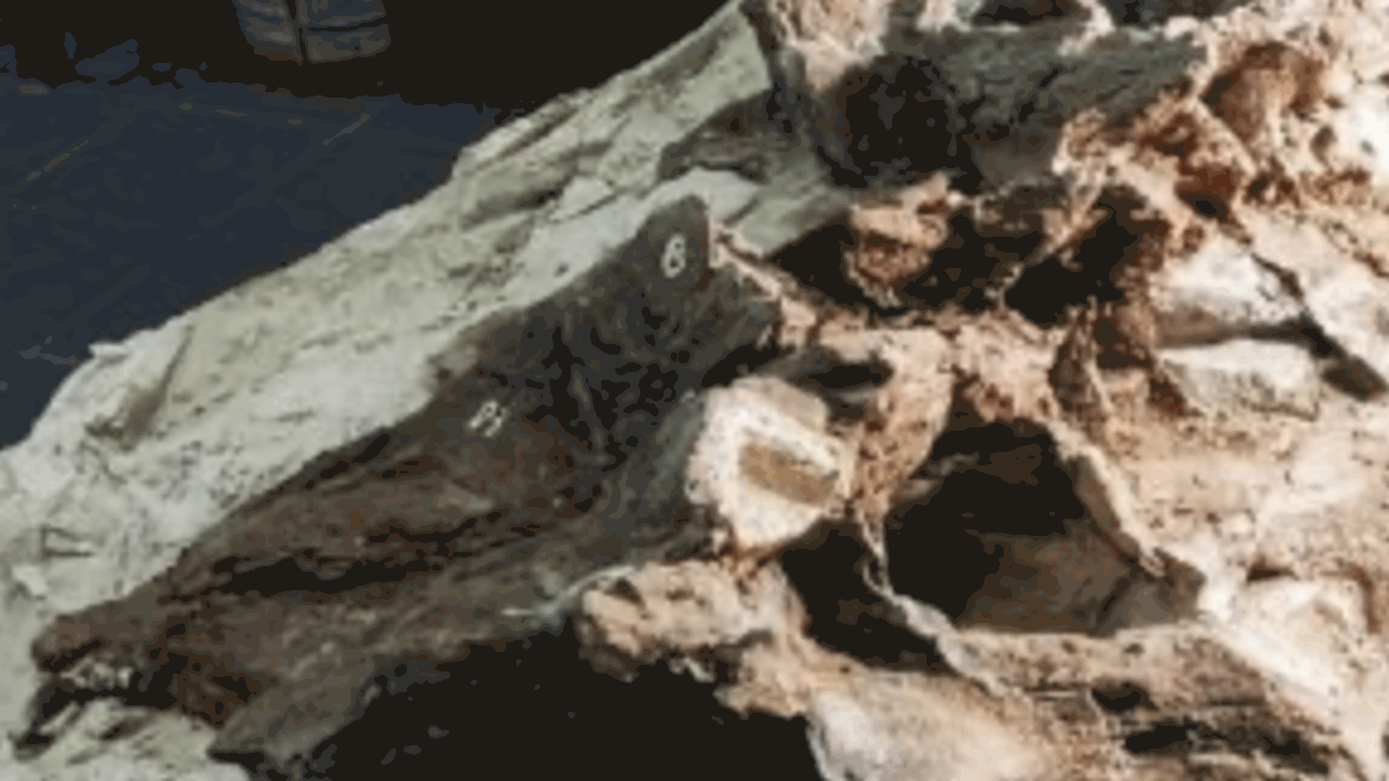 Учёные сообщили об открытии нового вида зауропо...