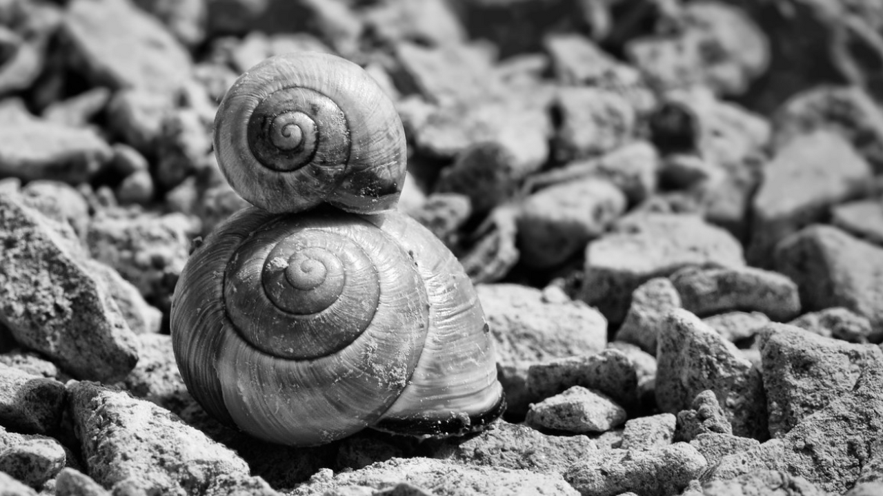 Зоологи обнаружили новый вид моллюска «Чудо чел...