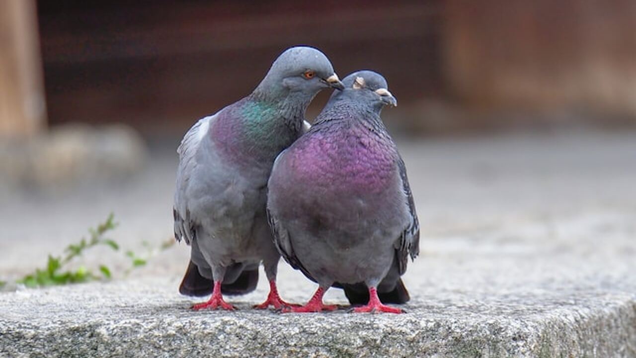 В условиях путешествий или отключения связи пол...