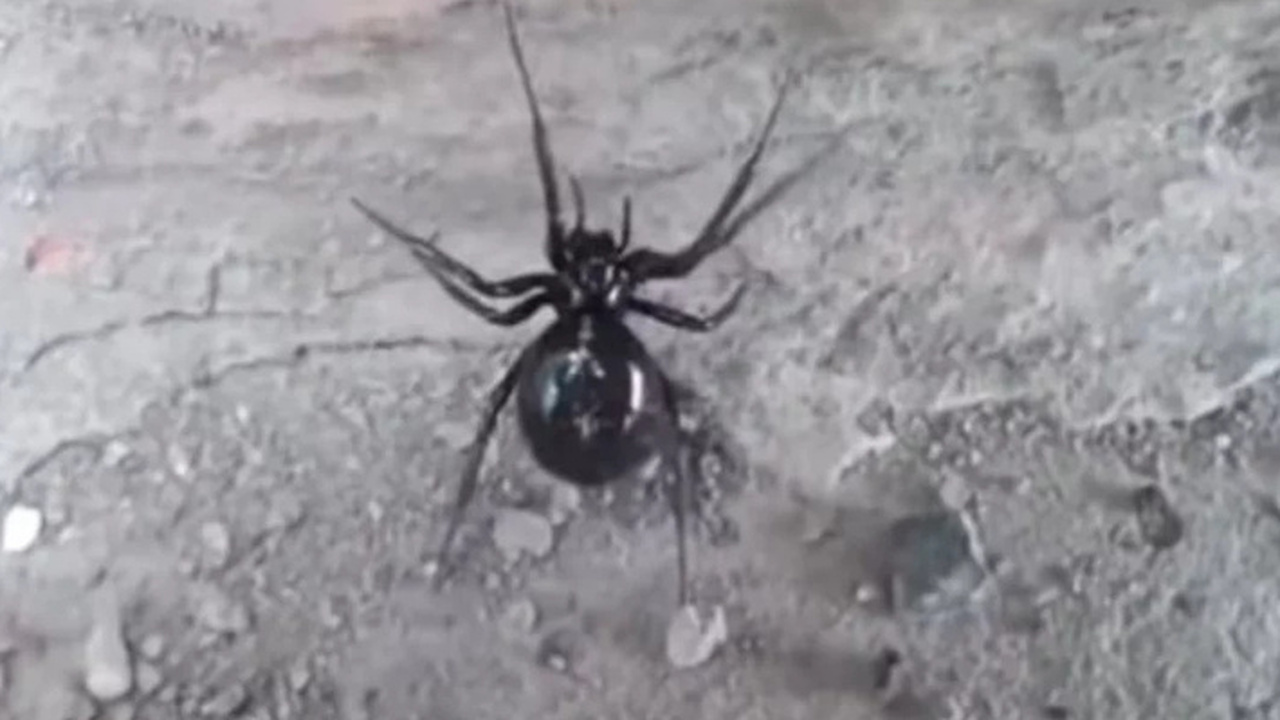 В Крыму фиксируется увеличение популяции ядовит...