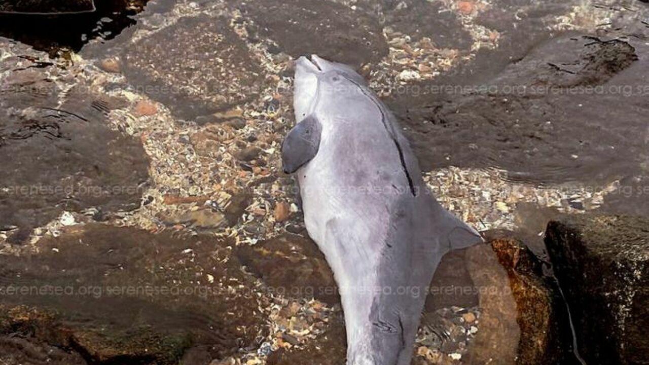 В Керчи зафиксирован необычный случай агрессии ...