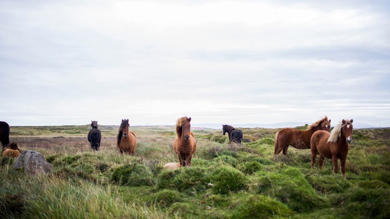 Огненная Лошадь принесет небывалый успех: астрологи предсказали двум знакам зодиака фееричный 2026 год Наступающий 2026 год, по восточному календарю, ...
