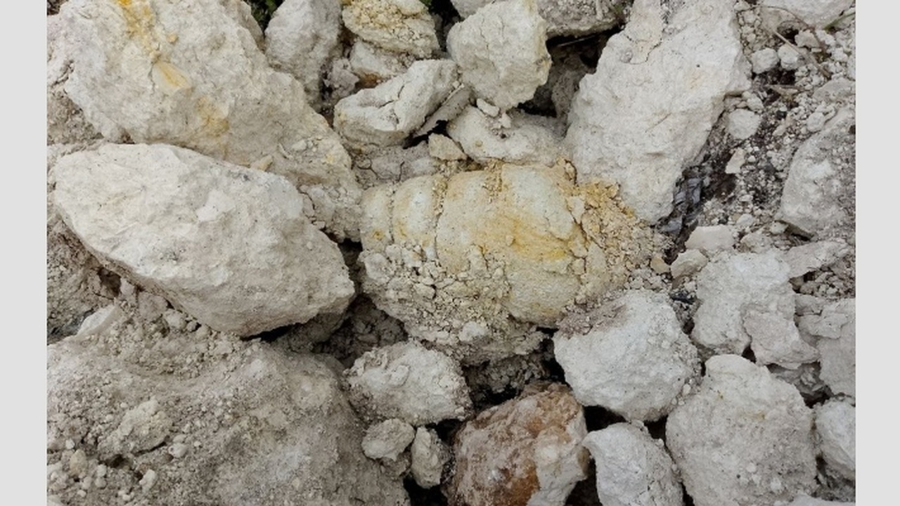 В Симферополе обнаружена уникальная палеонтолог...