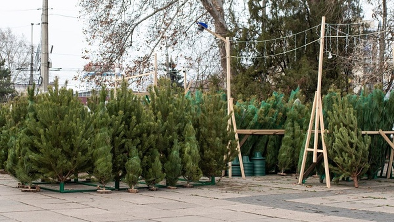 Где в Симферополе найти новогоднюю ель: полный список адресов Симферопольцы, желающие украсить свои дома живо...