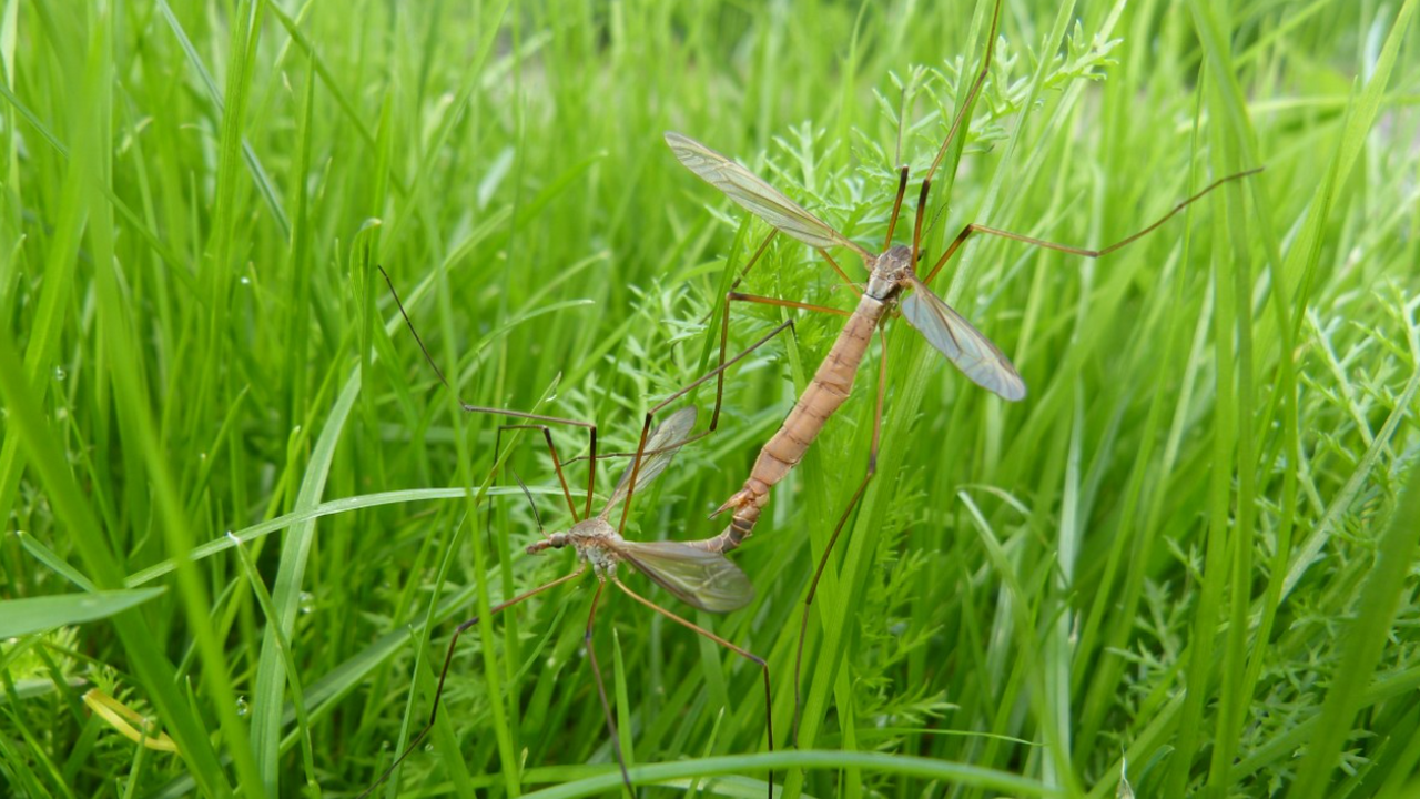 Новое исследование показало, что многие виды на...