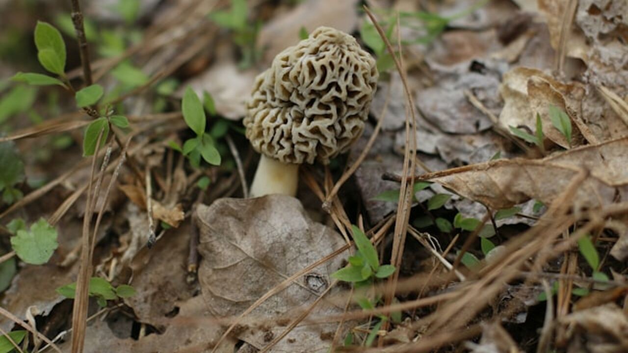 В Крыму наблюдается рост интереса к сбору сморч...