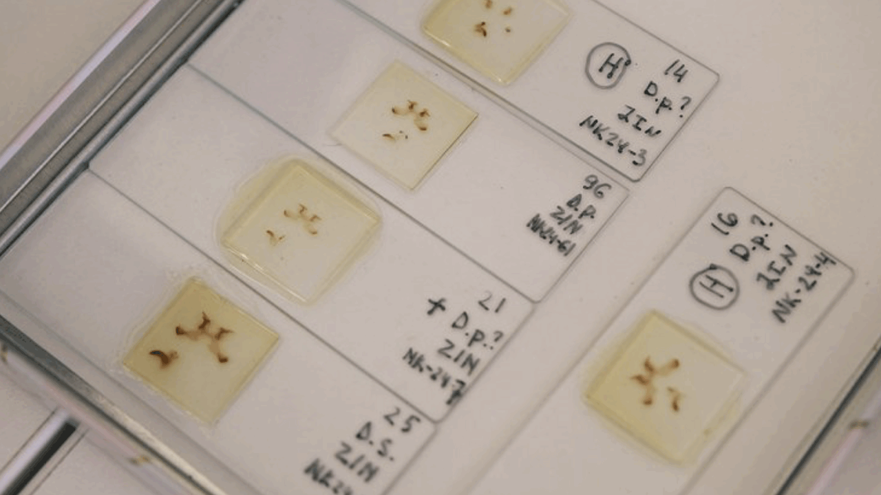 Российские исследователи разработали метод, поз...