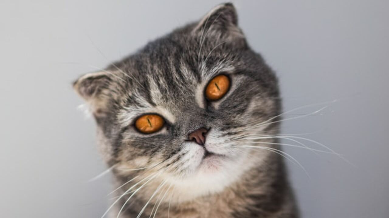 Специалисты проанализировали распространённое м...