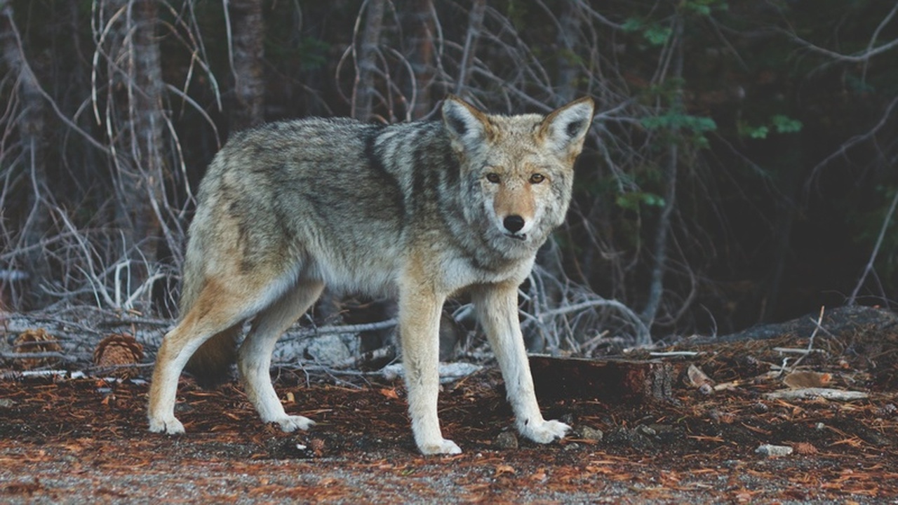 На Крымском полуострове активно размножаются во...