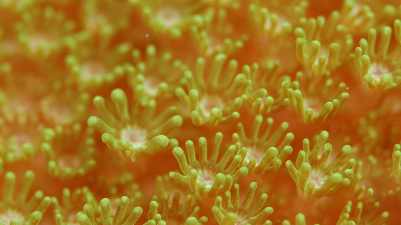 Власти США ослабляют защиту природы и ставят под удар рифы у Гуама Ученые предупредили, что смягчение природоохран...