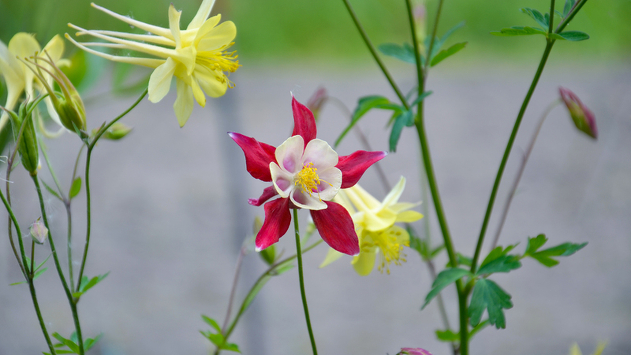 Поджигатель растений в Крыму получил условный срок Житель Симферопольского района приговорен к чет...