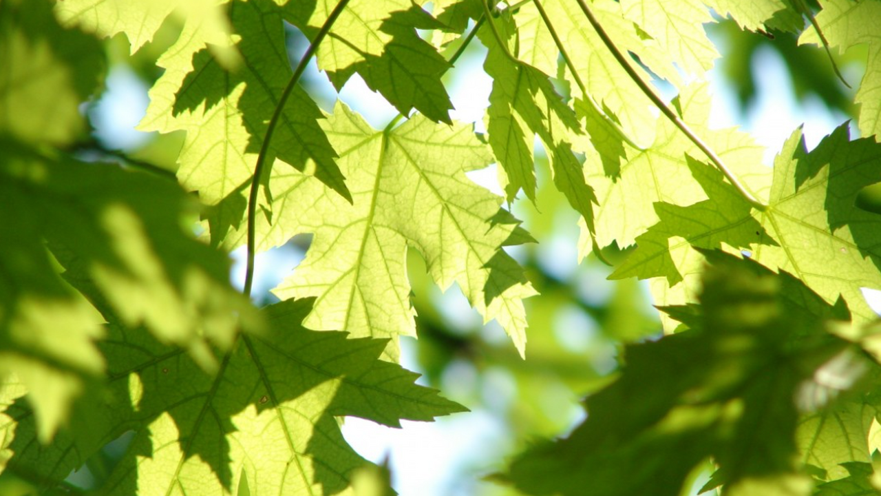 Санкт-Петербургский научно-исследовательский ин...