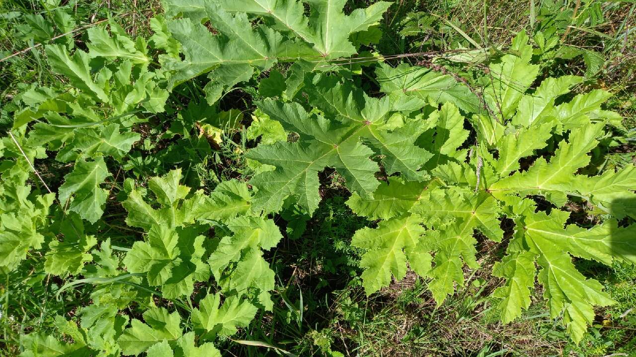 С 1 марта 2026 года дачников в России ждёт нова...