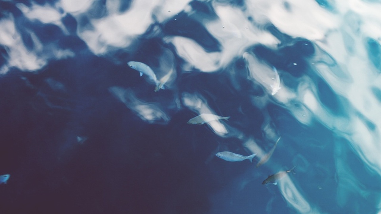 Объемы вылова рыбы в Крыму значительно сократил...