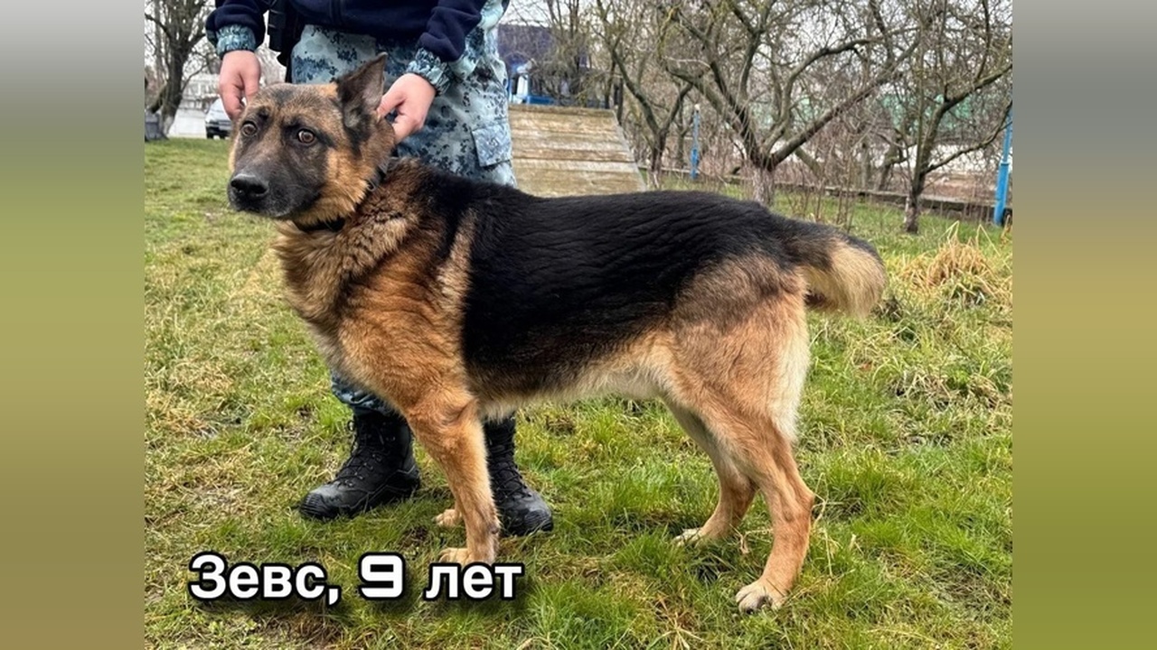 Три немецкие овчарки, отслужившие в Центре кино...