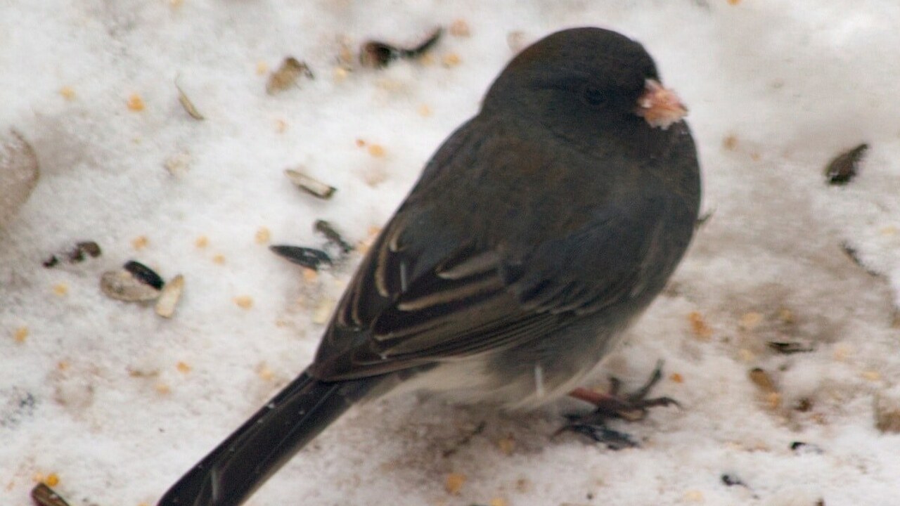 Учёные из Калифорнийского университета в Лос-Ан...