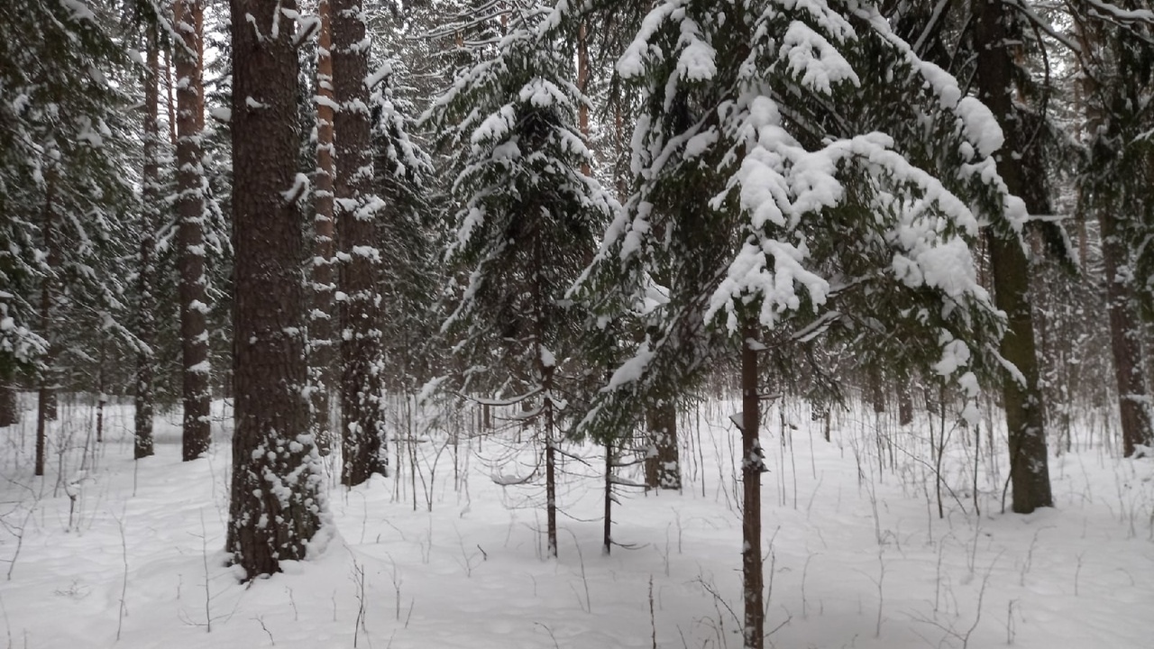Мощный и устойчивый антициклон установился над ...